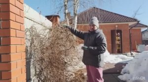 Подвязала жимолость, формирую гортензии