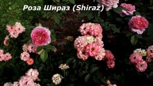 РОЗЫ НОВИНКИ! Красивые, необычные сорта - непохожие ни на какую другую розу! Таких роз еще не видели