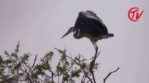 Жизнь в дельте желтой реки 1 серия