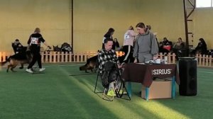 МОЛОДЫЕ КОБЕЛИ ДШ / КЧК БРОННИЦЫ 14 марта`26 З.Данильченко Моно немецких овчарок