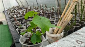 Когда нужно прищепнуть саженец винограда? И другие ответы на ваши вопросы в комментариях.