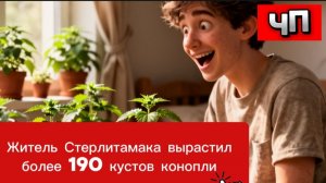 Новости РБ. Житель Стерлитамака вырастил более 190 кустов конопли для сбыта