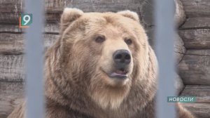 «Родственники» проснулись: в зоопарке после зимней спячки пробудились медведи