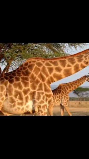 #wildlife #animals #nature #fauna #viral