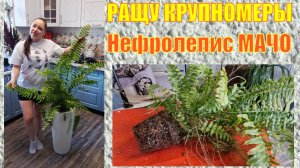 Нефролепис Мачо. Пересадка в большое интерьерное кашпо. Комнатные цветы Татьяны Семёновой