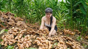 Собираю дикий лесной имбирь и продаю на местном деревенском рынке. Нхат. Жизнь и быт во Вьетнаме