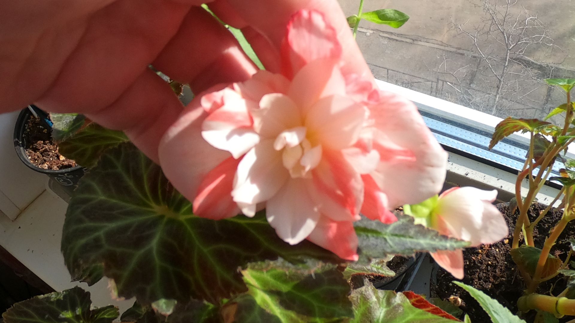 Обзор черенков бегоний и бальзаминов на 25 марта.