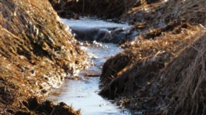 Кадры  дня 24 марта 2026 / Ижора. Межстоличье.