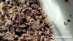 Занимаюсь рассадой,пересаживаю,черенкую цветы.Большая покупка