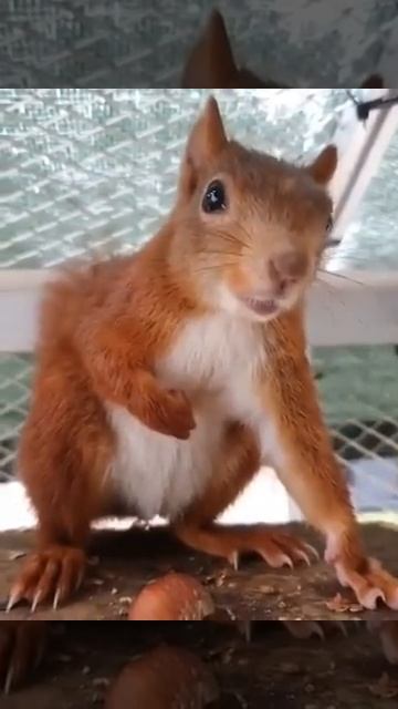 Белки тоже могут рычать