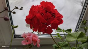 Пеларгония из семян посадки 2024 года