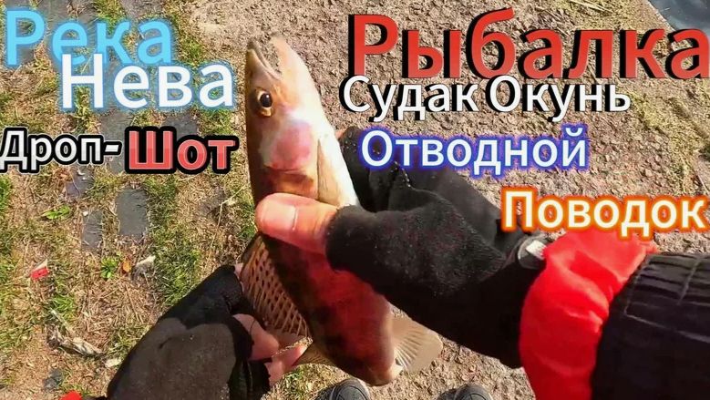 Новости с Водоемов 25.03.3026 Ловля Судака на Неве. Судаки лупят в Дроп-Шот!