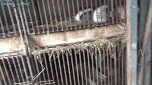 НУТРИЯ пополнение будет эксперемент