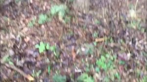 Пора за грибами