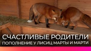 Лисы Марти и Марта из Новгородского округа стали родителями