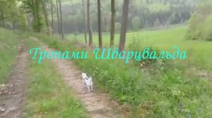 Тропами Шварцвальда. В поисках орхидеи-3