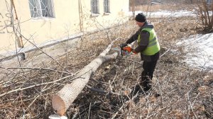 В городе идет плановая опиловка деревьев