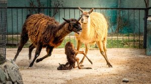 ЧУТЬ НЕ ПОГИБ в первый день жизни! Как СПАСТИ малыша ламы от РАЗЪЯРЕННОЙ тетки!