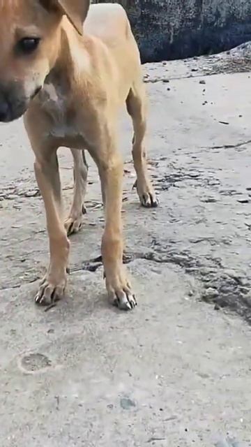 Индия, ГОА, Вагатор