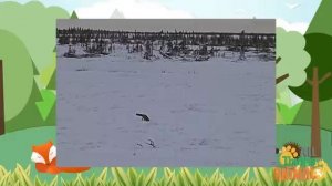FOX Animals For Kids All Things Animal TV