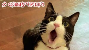 ПРИКОЛЫ С КОТАМИ! - С ОЗВУЧКОЙ! Самые смешные животные! СМЕШНЫЕ КОТЫ!