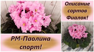 Описание сортов Фиалок! РМ-Паолина спорт!