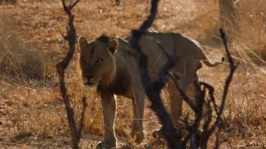 Страна больших кошек 4 серия (документальный сериал, 2020)