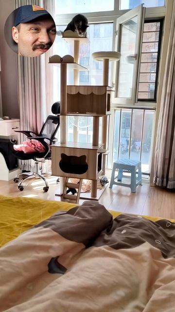 Юмор без границ с котами