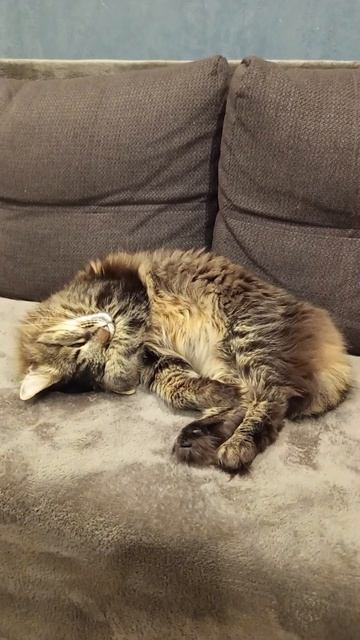 Тимка #мойпитомец #милыекоты