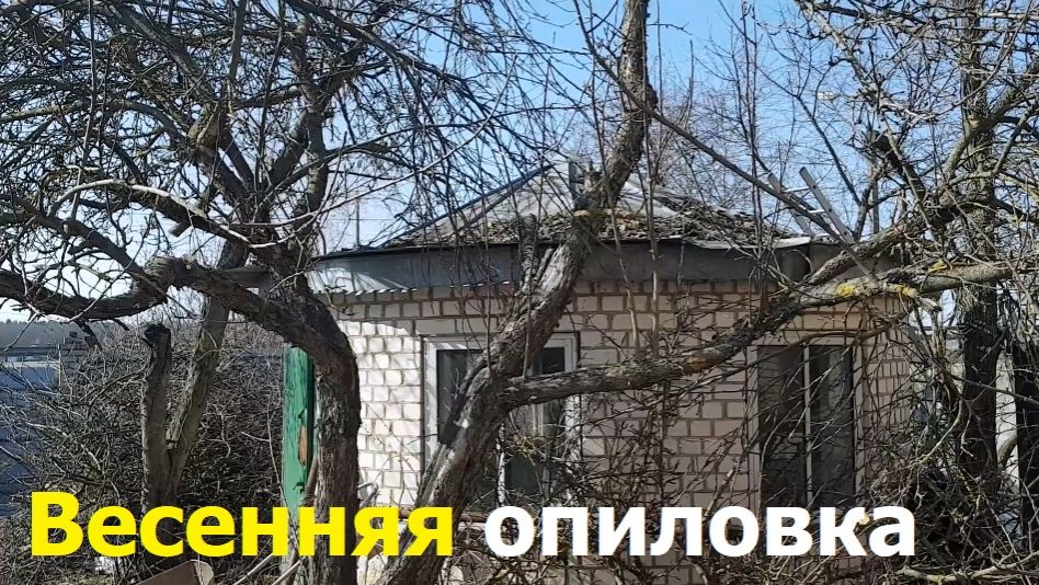 20260325 Весенняя опиловка яблонь, груши электролобзик Опиливание садовых деревьев весной пилю ветки