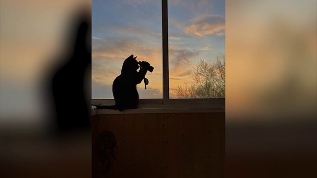 кот с биноклем 16