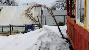 Вести с дачи. Последствия снежной зимы.