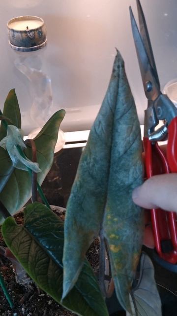 YouCut_20260325_150001516.mp4