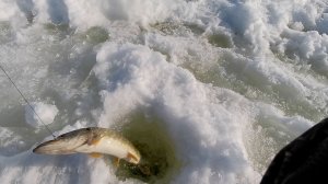 ЩУКА ЕСТЬ И ОНА ЕСТ... Рыбалка на жерлицы озеро Боевка.