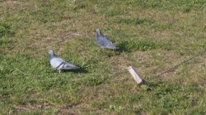 Пример съемки видео на Xiaomi 17 без обработки