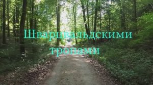 Орхидея Дамская туфелька