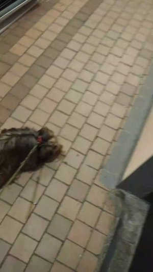 Мы идём гулять с собакой! | 25-мар-2026 3