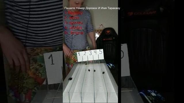 тараканьи бега