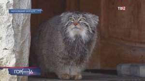 Кот начал, и нам пора: Манул Тимофей приступил к летней разжировке