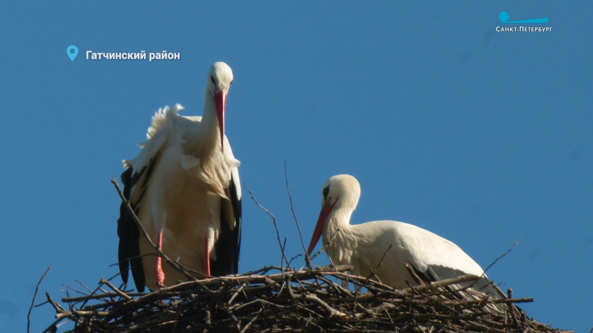 Лесные новости. Возвращение белых аистов, заплыв зайца и пробуждение барсука