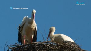 Лесные новости. Возвращение белых аистов, заплыв зайца и пробуждение барсука