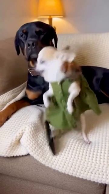 Собака с телефоном