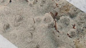 Полуостров Турий