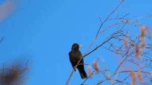 Весенняя песня чёрного дрозда на Ижоре