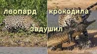 ЛЕОПАРД ОХОТИТСЯ НА КРОКОДИЛА