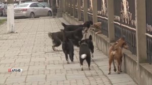 Депутаты НС обсудили вопросы ответственного обращения с животными