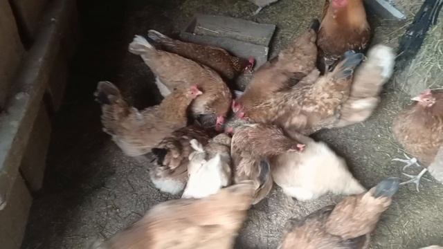 Приготовила окуня. Жизнь в деревне.