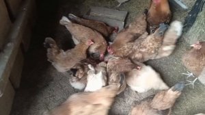 Приготовила окуня. Жизнь в деревне.