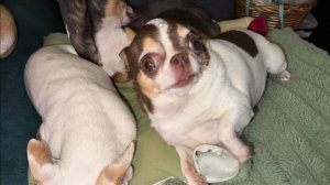 Доброго вечера и самой спокойной ночи.