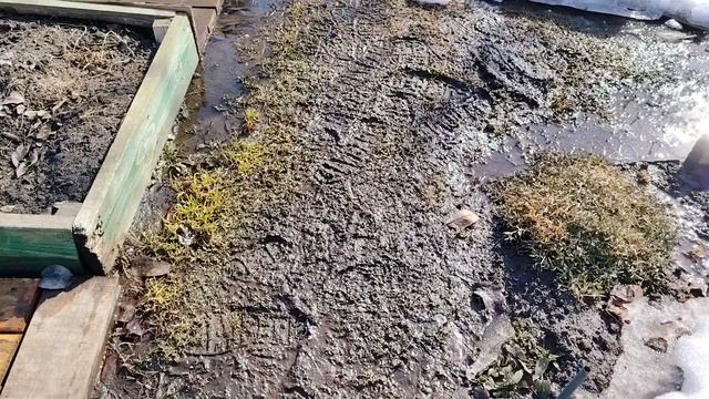 Все печально в этом году. Топит участок.